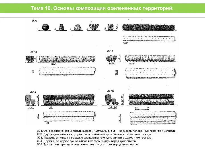 Ж-1, Однорядная живая изгородь высотой 1,2м: а, б, в, г, д