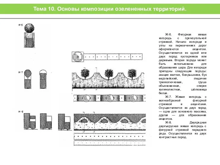 Ж-6. Фигурная живая изгородь с прямоугольной стрижкой. Начало изгороди и углы