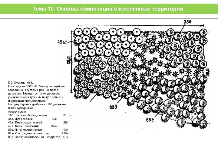 К-3. Куртина № 3. Площадь — 1000 м2. Метод посадки —