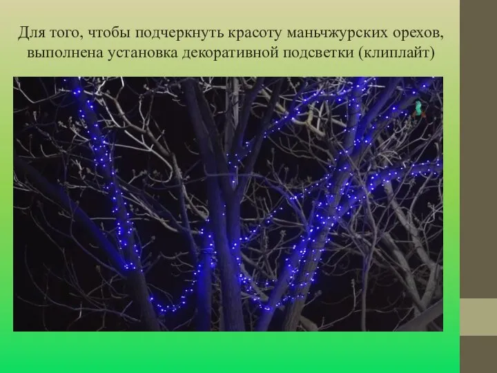 Для того, чтобы подчеркнуть красоту маньчжурских орехов, выполнена установка декоративной подсветки (клиплайт)