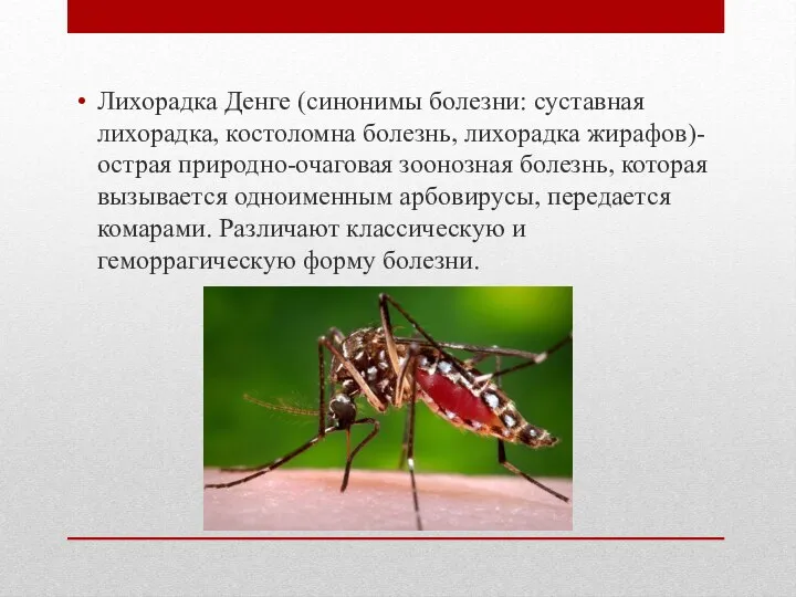 Лихорадка Денге (синонимы болезни: суставная лихорадка, костоломна болезнь, лихорадка жирафов)-острая природно-очаговая