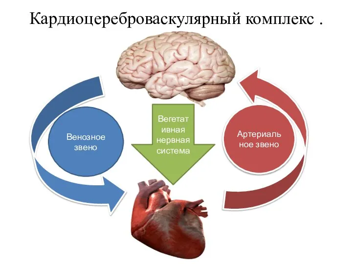 Кардиоцереброваскулярный комплекс . Артериальное звено Венозное звено Вегетативная нервная система