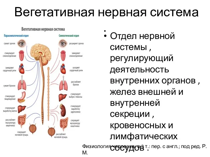 Вегетативная нервная система . Отдел нервной системы ,регулирующий деятельность внутренних органов