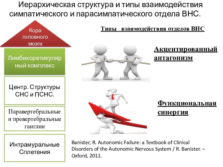 Иерархическая структура и типы взаимодействия симпатического и парасимпатического отдела ВНС. Интрамуральные