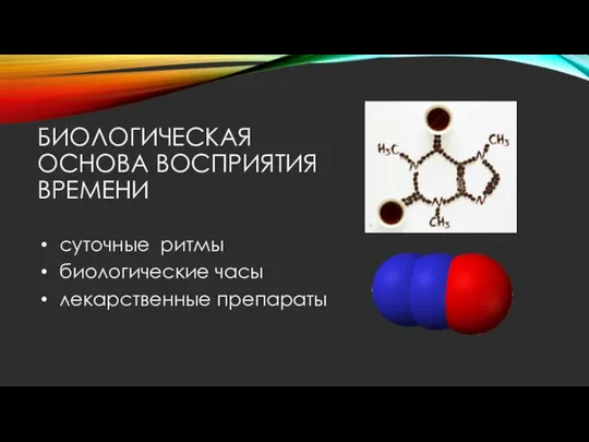 БИОЛОГИЧЕСКАЯ ОСНОВА ВОСПРИЯТИЯ ВРЕМЕНИ суточные ритмы биологические часы лекарственные препараты