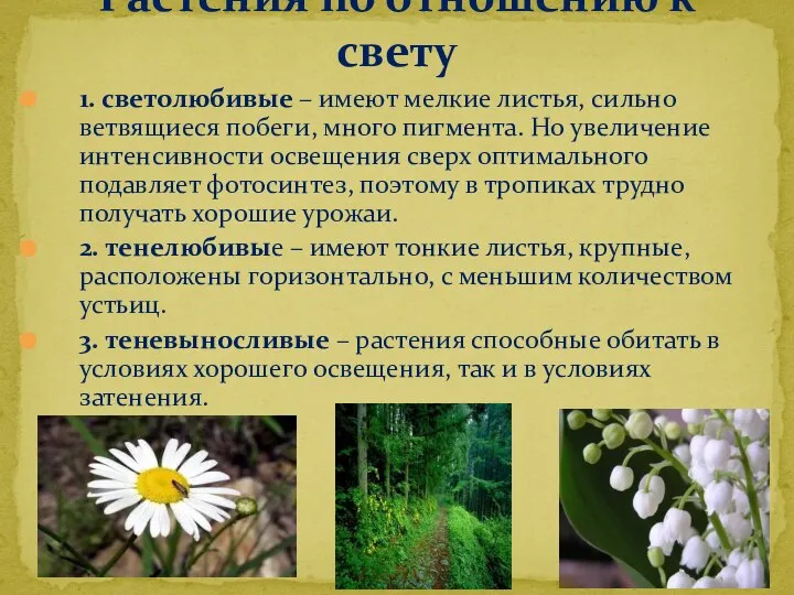 1. светолюбивые – имеют мелкие листья, сильно ветвящиеся побеги, много пигмента.