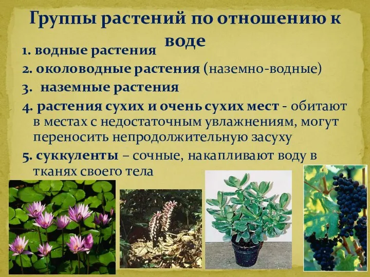 1. водные растения 2. околоводные растения (наземно-водные) 3. наземные растения 4.