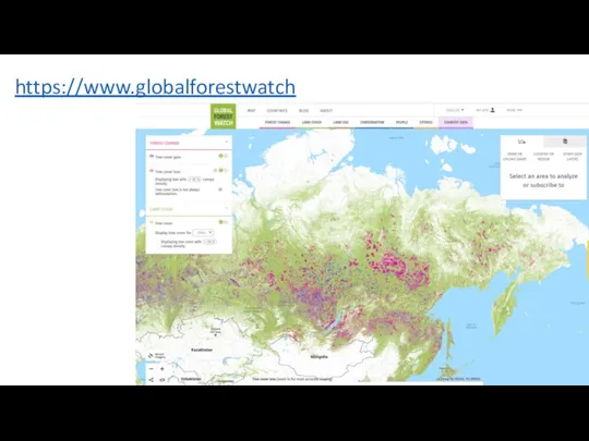 https://www.globalforestwatch