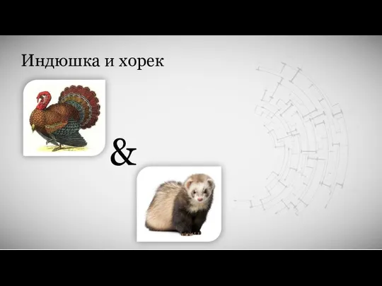 Индюшка и хорек &