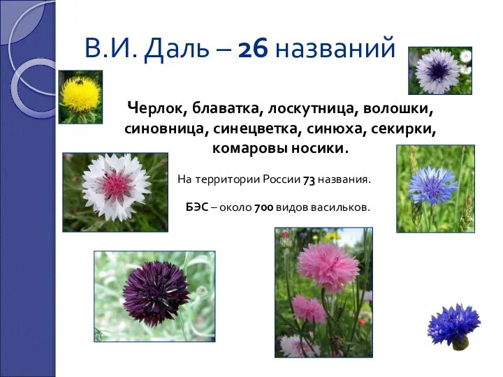 В.И. Даль – 26 названий Черлок, блаватка, лоскутница, волошки, синовница, синецветка,