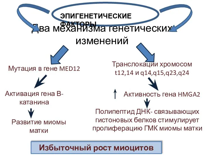 Два механизма генетических изменений Мутация в гене MED12 Транслокации хромосом t12,14