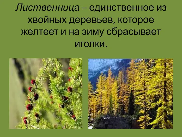 Лиственница – единственное из хвойных деревьев, которое желтеет и на зиму сбрасывает иголки.