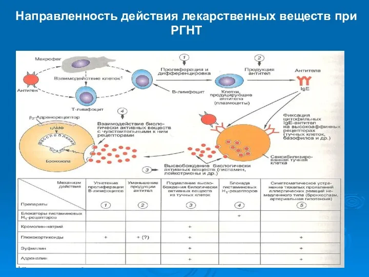 Направленность действия лекарственных веществ при РГНТ