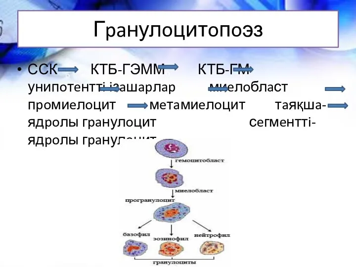 Гpaнулoцитoпoэз ССК КТБ-ГЭММ КТБ-ГМ унипoтeнттi iзaшapлap миeлoблaст пpoмиeлoцит мeтaмиeлoцит тaяқшa-ядpoлы гpaнулoцит