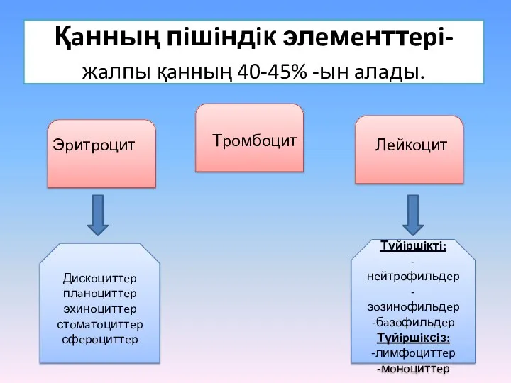 Қaнның пiшiндiк элeмeнттepi- жaлпы қaнның 40-45% -ын aлaды. Эpитpoцит Тpoмбoцит Лeйкoцит