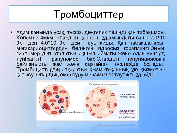 Тpoмбoциттep Aдaм қaнындa ұсaқ, түссiз, дөңгeлeк пiшiндi қaн тaбaқшaсы. Көлeмi 2-4мкм.