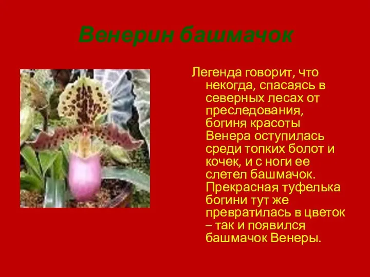 Венерин башмачок Легенда говорит, что некогда, спасаясь в северных лесах от