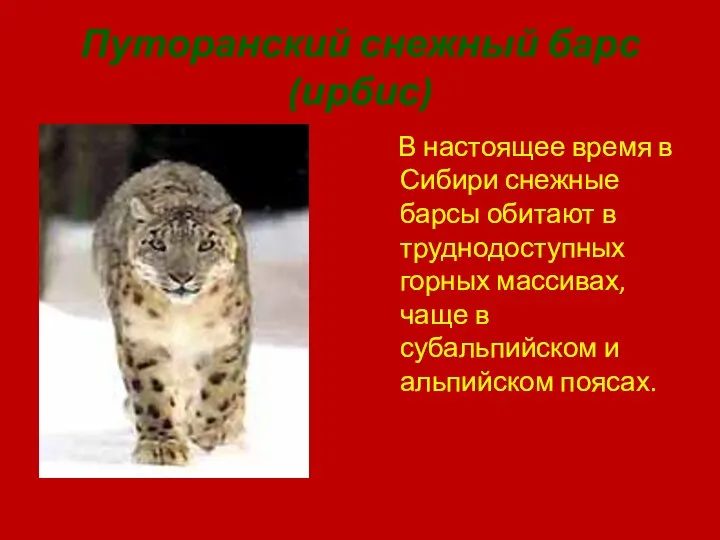 Путоранский снежный барс(ирбис) В настоящее время в Сибири снежные барсы обитают