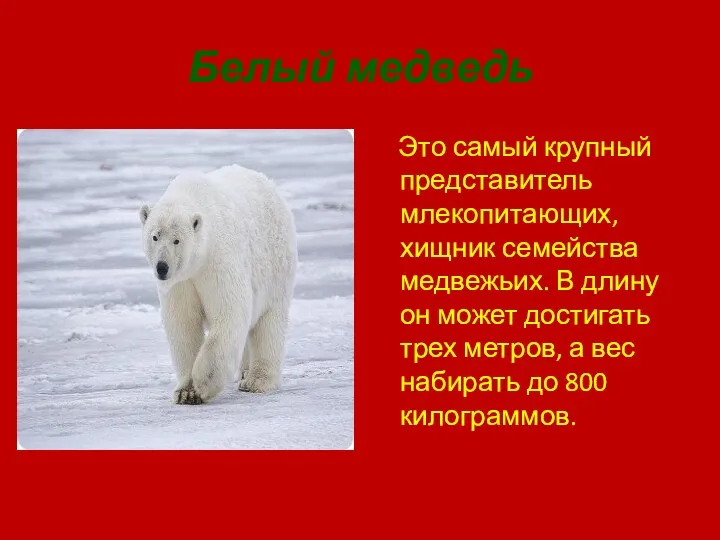 Белый медведь Это самый крупный представитель млекопитающих, хищник семейства медвежьих. В