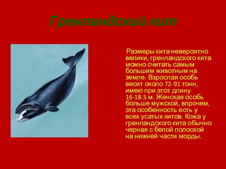 Гренландский кит Размеры кита невероятно велики, гренландского кита можно считать самым