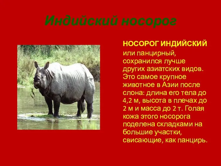 Индийский носорог НОСОРОГ ИНДИЙСКИЙ или панцирный, сохранился лучше других азиатских видов.