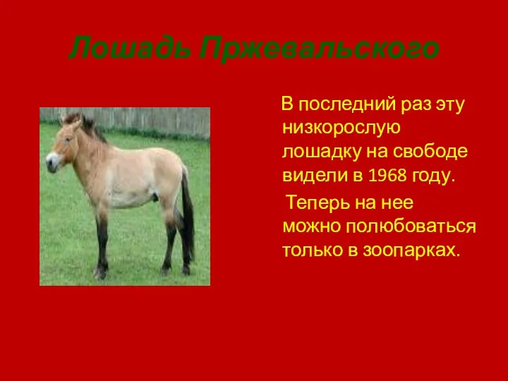 Лошадь Пржевальского В последний раз эту низкорослую лошадку на свободе видели