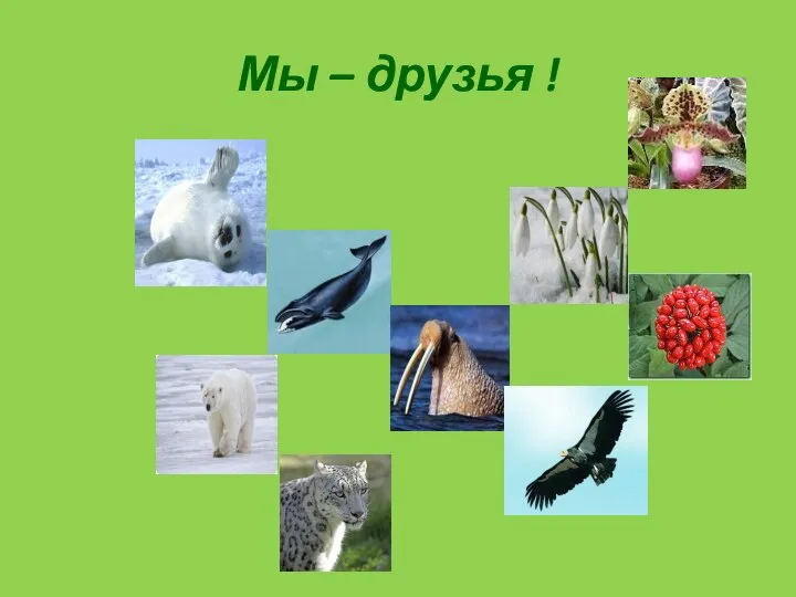 Мы – друзья !