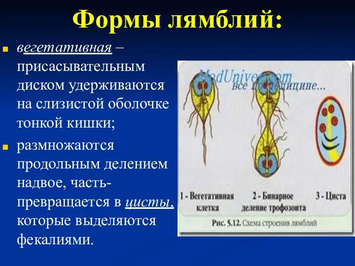 Формы лямблий: вегетативная – присасывательным диском удерживаются на слизистой оболочке тонкой