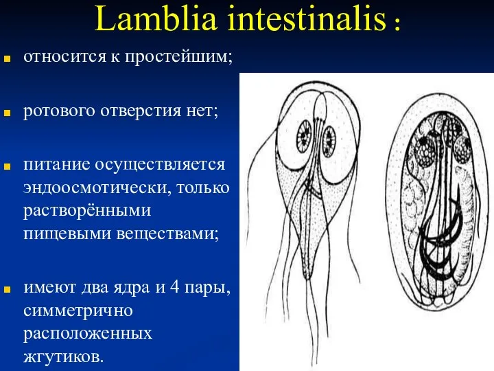 Lamblia intestinalis : относится к простейшим; ротового отверстия нет; питание осуществляется