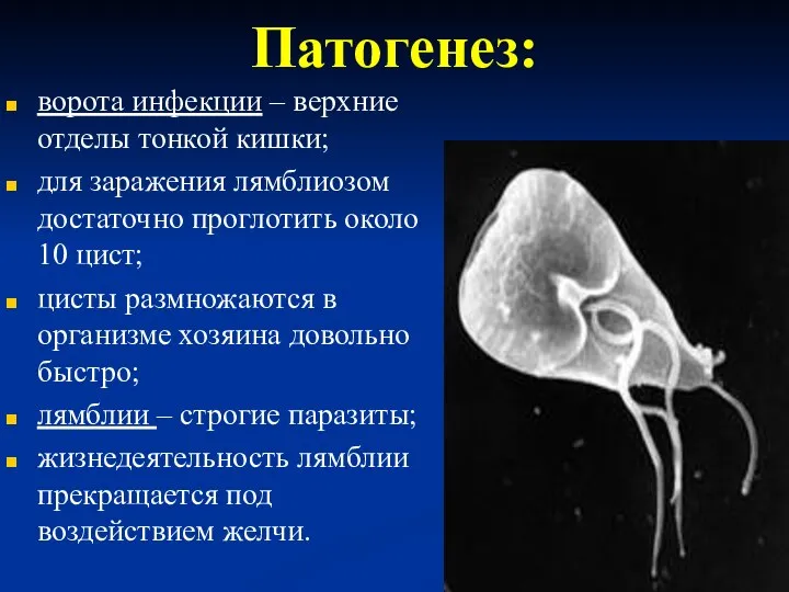 Патогенез: ворота инфекции – верхние отделы тонкой кишки; для заражения лямблиозом