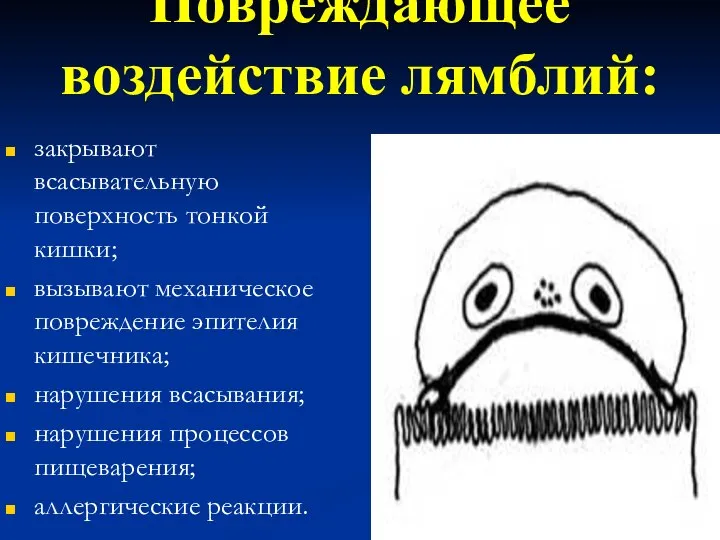 Повреждающее воздействие лямблий: закрывают всасывательную поверхность тонкой кишки; вызывают механическое повреждение