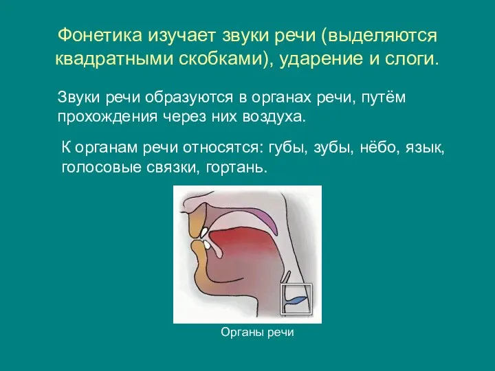 Фонетика изучает звуки речи (выделяются квадратными скобками), ударение и слоги. Звуки