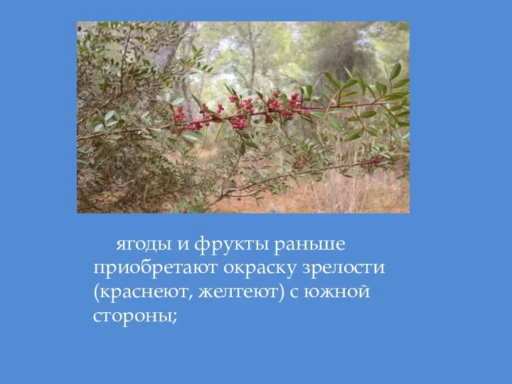 ягоды и фрукты раньше приобретают окраску зрелости (краснеют, желтеют) с южной стороны;