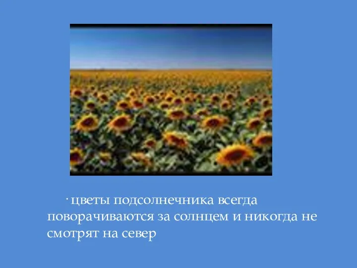 · цветы подсолнечника всегда поворачиваются за солнцем и никогда не смотрят на север