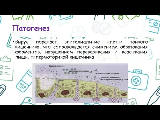 Патогенез Вирус поражает эпителиальные клетки тонкого кишечника, что сопровождается снижением образования