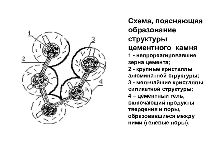 Схема, поясняющая образование структуры цементного камня 1 - непрореагировавшие зерна цемента;