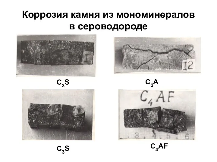 Коррозия камня из мономинералов в сероводороде С3S С3S C3A C4AF