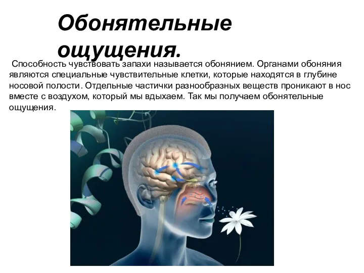 Способность чувствовать запа­хи называется обонянием. Органами обоняния являются специальные чувствительные клетки,