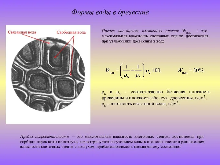 Формы воды в древесине ρб и ρо – соответственно базисная плотность