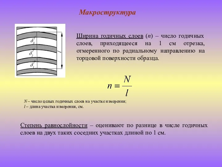 Макроструктура Ширина годичных слоев (n) – число годичных слоев, приходящееся на