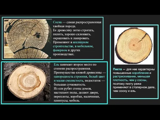 Сосна — самая распространенная хвойная порода. Ее древесину легко строгать, пилить,