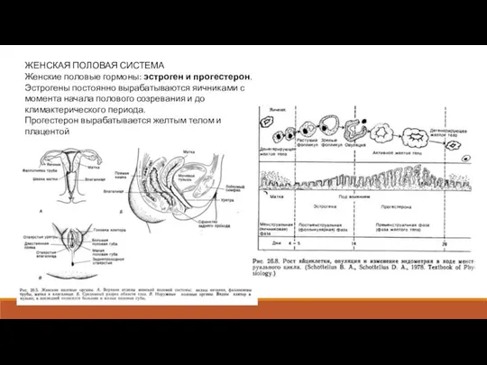 ЖЕНСКАЯ ПОЛОВАЯ СИСТЕМА Женские половые гормоны: эстроген и прогестерон. Эстрогены постоянно