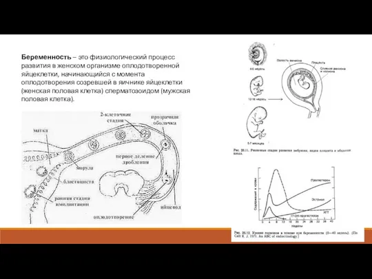 Беременность – это физиологический процесс развития в женском организме оплодотворенной яйцеклетки,