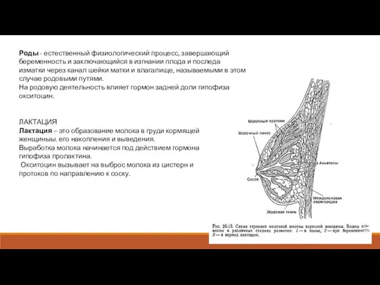 Роды - естественный физиологический процесс, завершающий беременность и заключающийся в изгнании