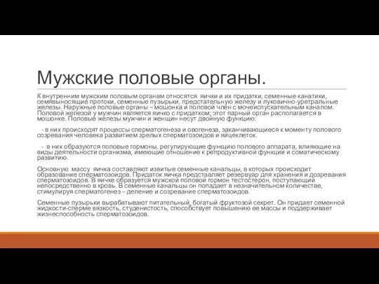 Мужские половые органы. К внутренним мужским половым органам относятся яички и