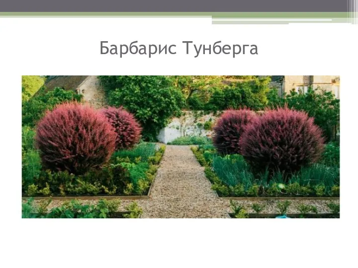 Барбарис Тунберга