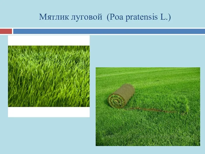 Мятлик луговой (Poa pratensis L.)