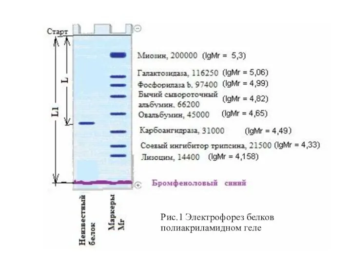 Рис.1 Электрофорез белков полиакриламидном геле