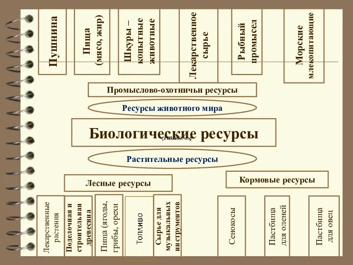 Биологические ресурсы Лесные ресурсы Кормовые ресурсы Растительные ресурсы Лекарственные растения Поделочная