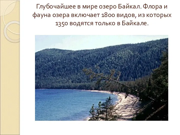 Глубочайшее в мире озеро Байкал. Флора и фауна озера включает 1800